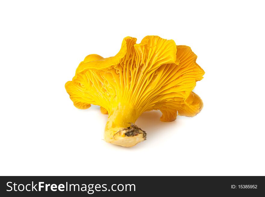One chanterelle  isolated on white background