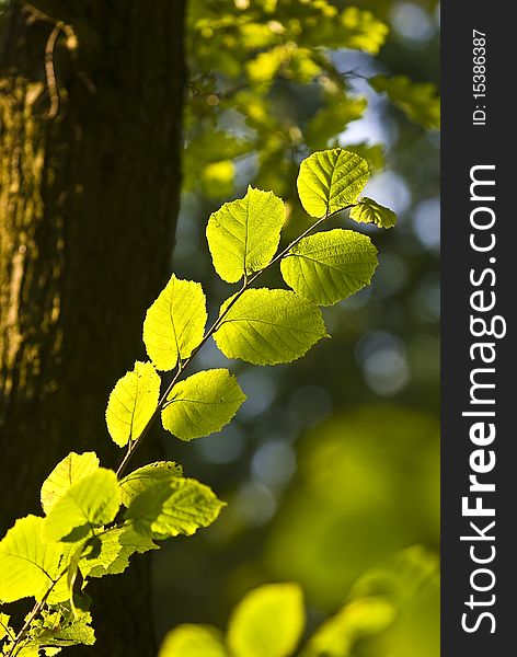 The Branch of Hornbeam tree with the green leaves