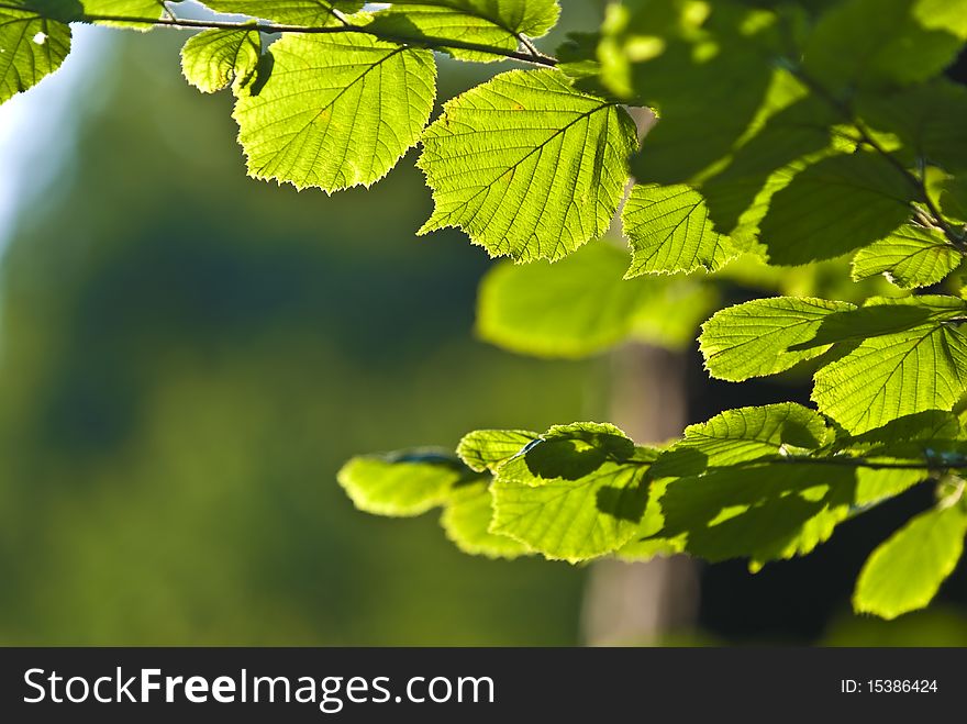 The Branch of Hornbeam tree with the green leaves