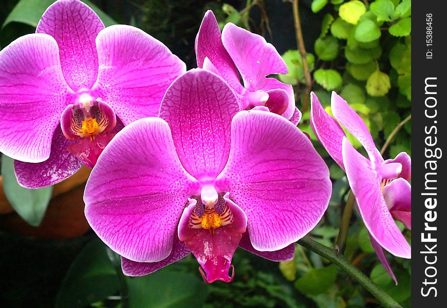 Blooming violet orchids close-up against green leaves