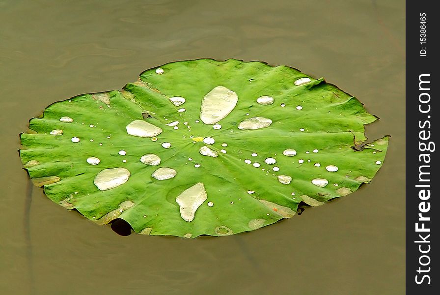 Green nenuphar leaf with water drops