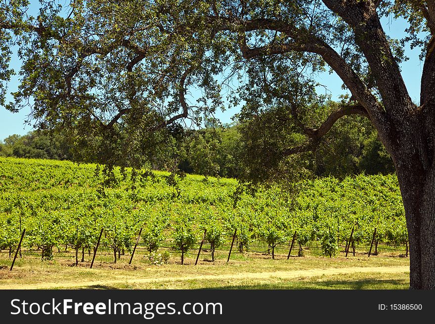 Black oak tree and vineyard in Shenandoah Valley, California. Black oak tree and vineyard in Shenandoah Valley, California.