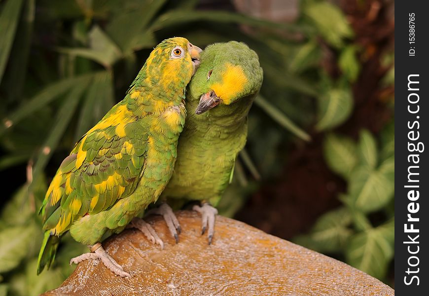 A parrot scratching its partners nape with its beak. A parrot scratching its partners nape with its beak