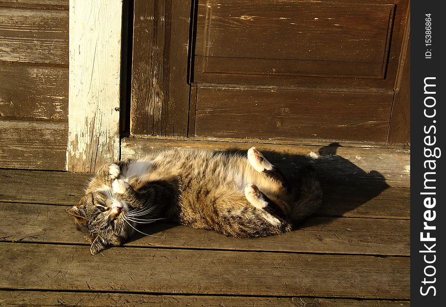 Cat lying on doorstep