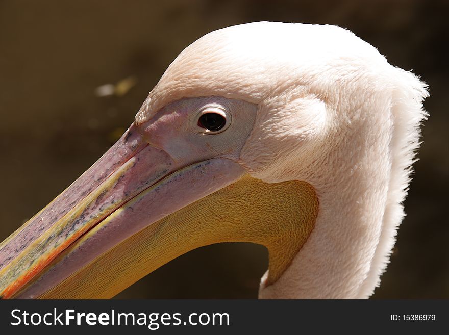 Pelican portrait