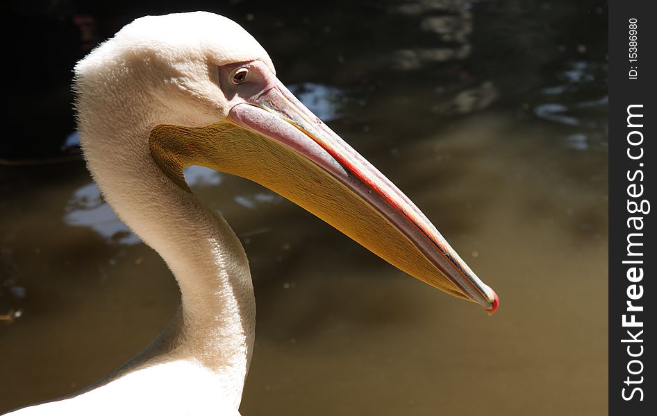 Pelican Portrait