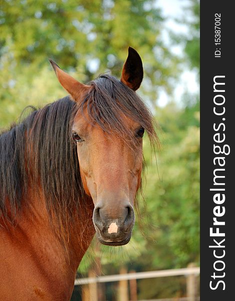 A brown New Forrest horse looking at the camera in a grassland. A brown New Forrest horse looking at the camera in a grassland.