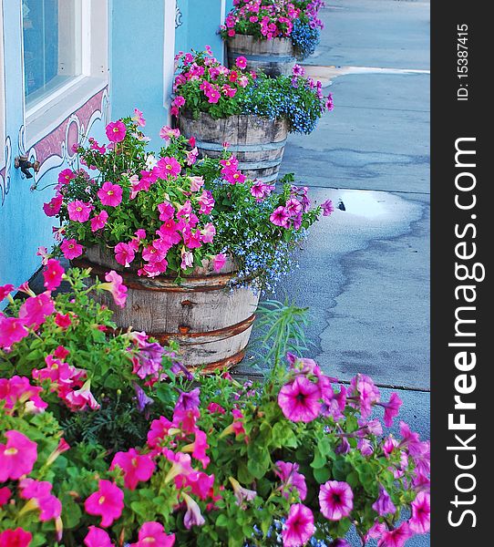 Row of petunia planters on street front. Row of petunia planters on street front