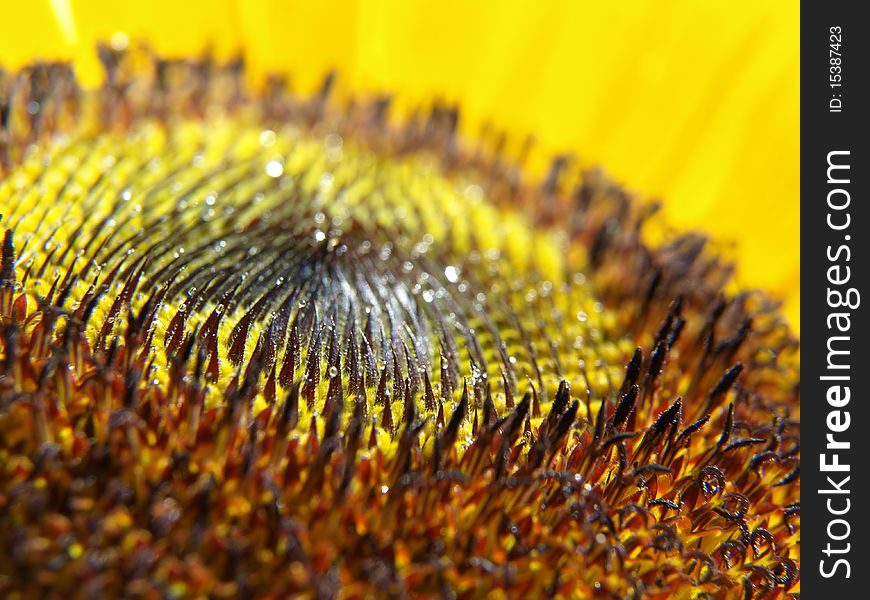 Dewy detailed sunflower close up. Dewy detailed sunflower close up