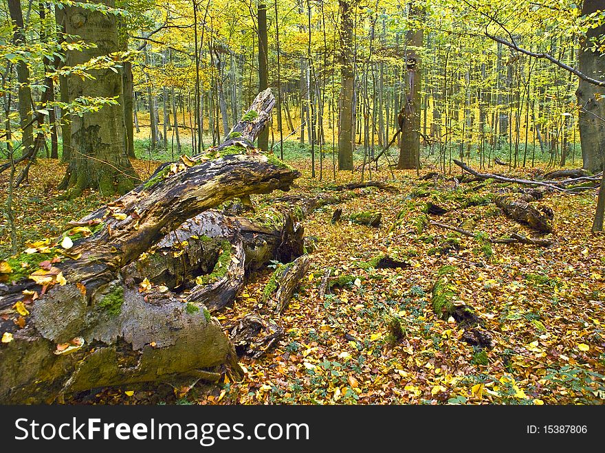 Lying tree in a hornbeam forest in fall