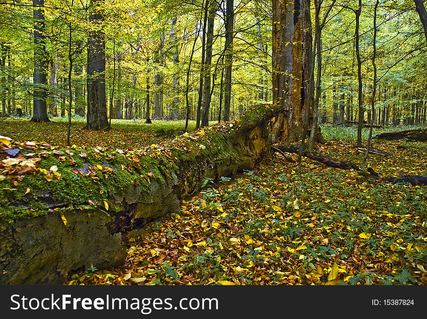 Lying tree in a hornbeam forest in fall morning