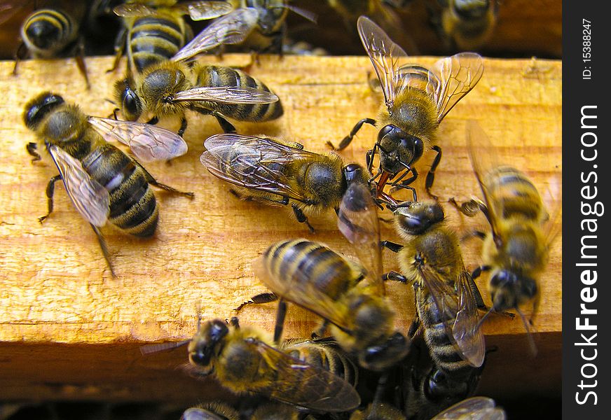 In the summer the bees from the hive rise up and speak their language. In the summer the bees from the hive rise up and speak their language.