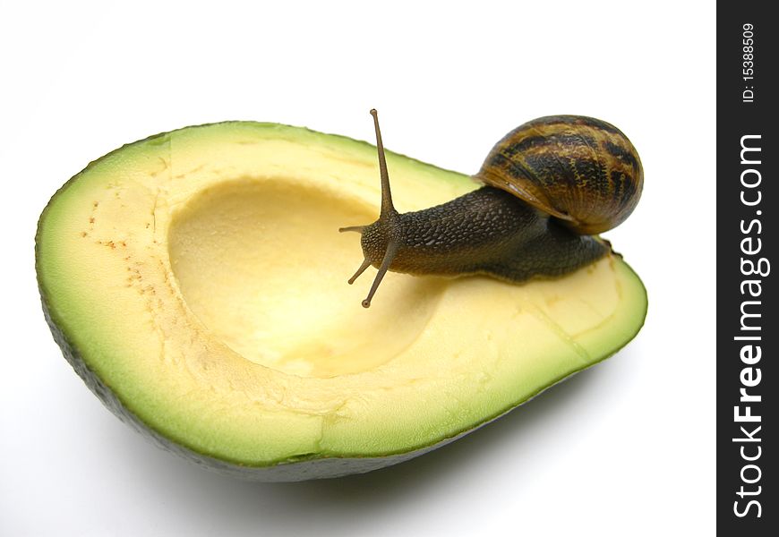 A little snail on top of a half avocado. Image isolated on white studio background. A little snail on top of a half avocado. Image isolated on white studio background.