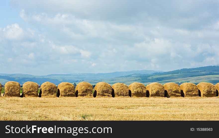 Straw stacks are in line on the field after harvesting. Straw stacks are in line on the field after harvesting