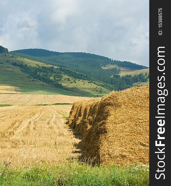 Straw stacks on the meadow after harvesting