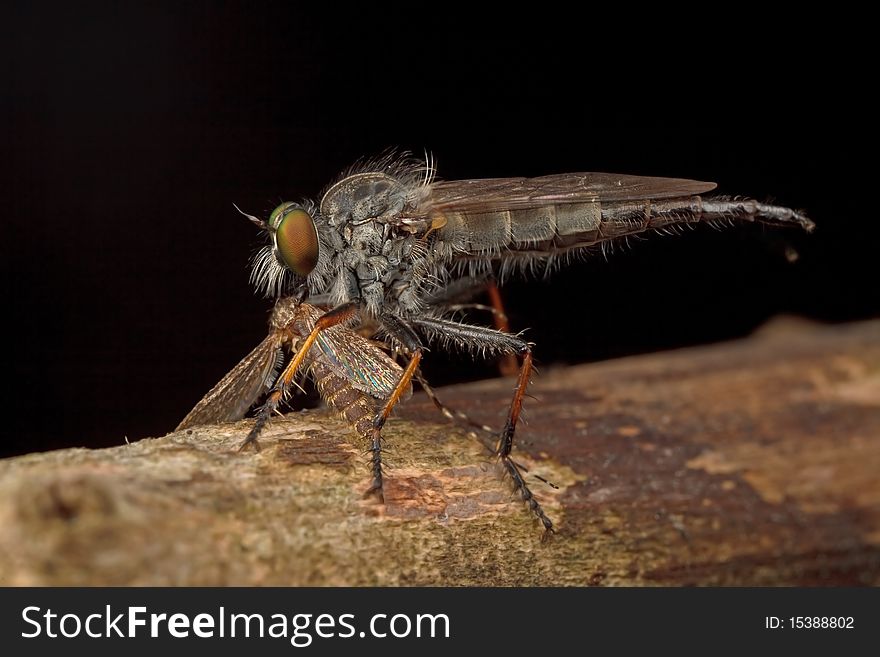 Robberfly is eating a mosquito. Robberfly is eating a mosquito