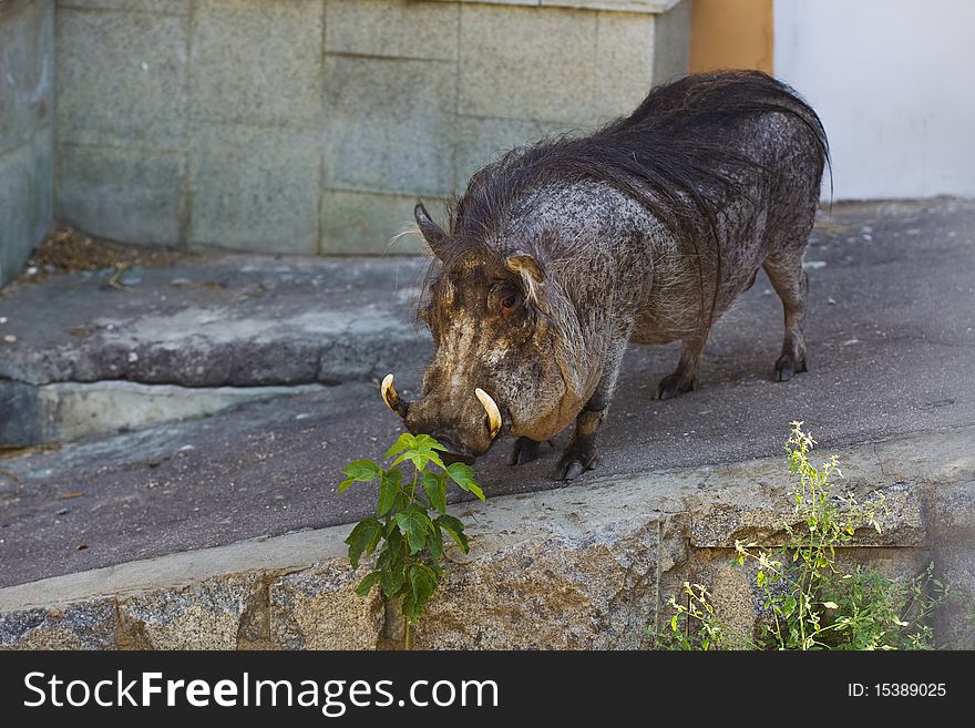 Wart hog in zoo - Phacochoerus africanus