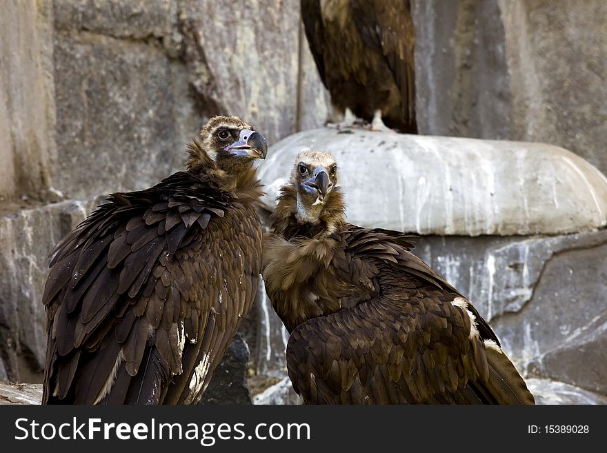 Black vulture couple - rock background