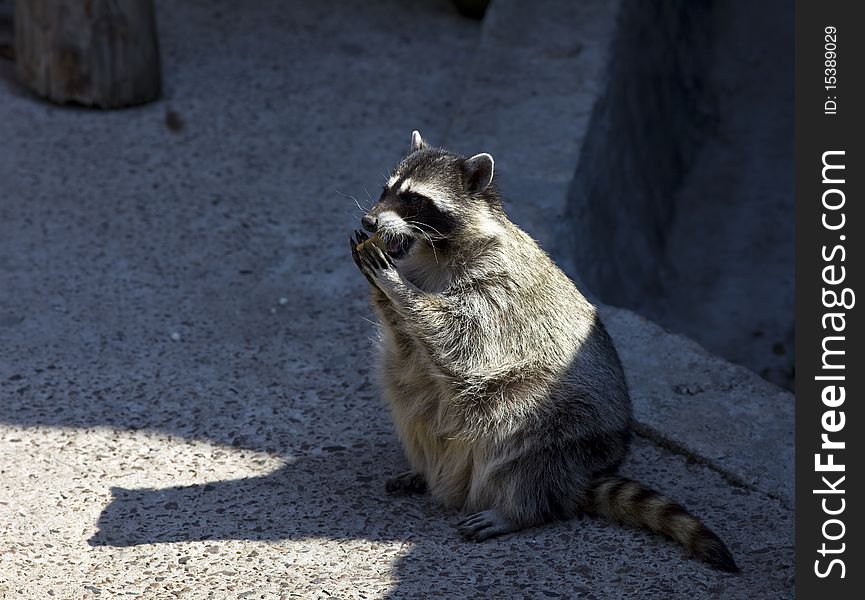 Raccoon in zoo eat cookie - Procyon lotor
