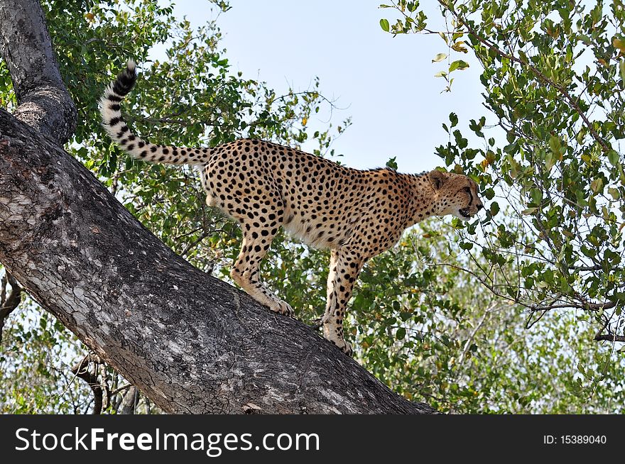 A male Cheetah in the Kruger Park, South Africa.