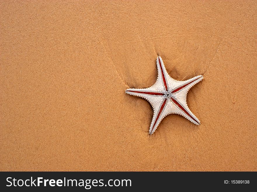 Thorny starfish washed up on a beach by strong winds. Thorny starfish washed up on a beach by strong winds