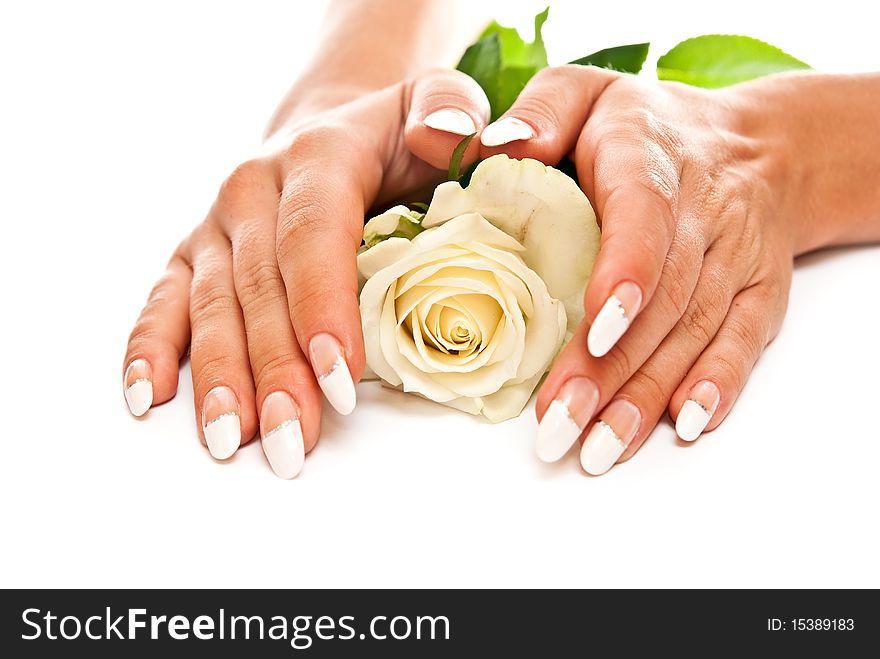 Hands with manicured nails and rose. White background. Hands with manicured nails and rose. White background