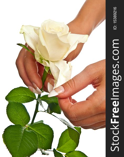 White rose in female hands. Isolated on white