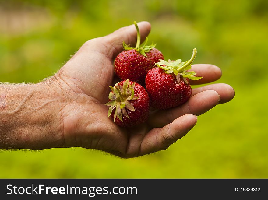 Harvest strawberries in her hand the farmer