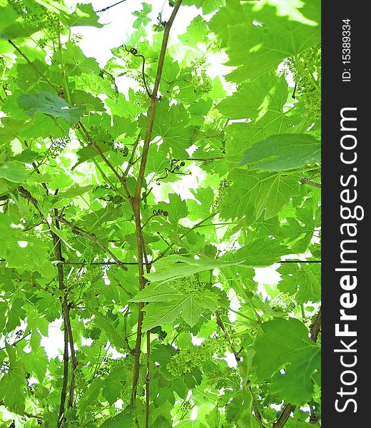 Green unripe grapevine background with grapes