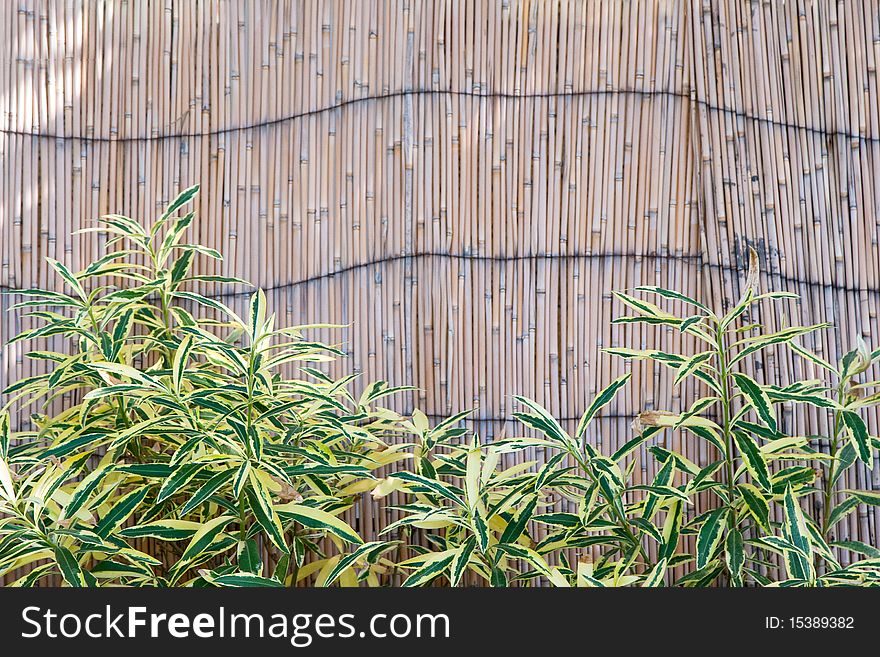 Bamboo fence and growing plants