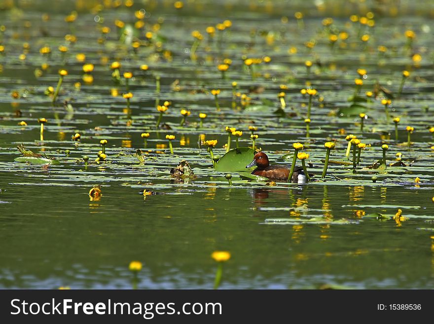 Ferruginous duck on flowery pond