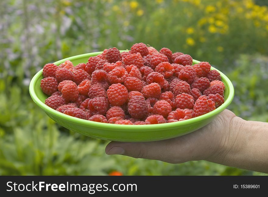 Picking ripe raspberries