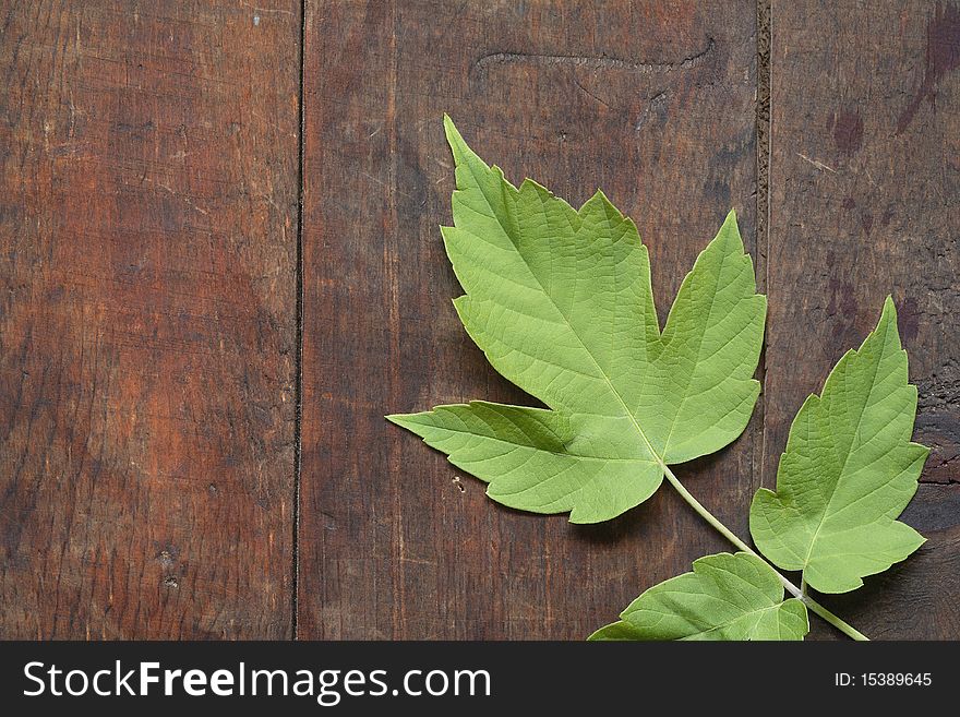 Leaves On Wooden Background