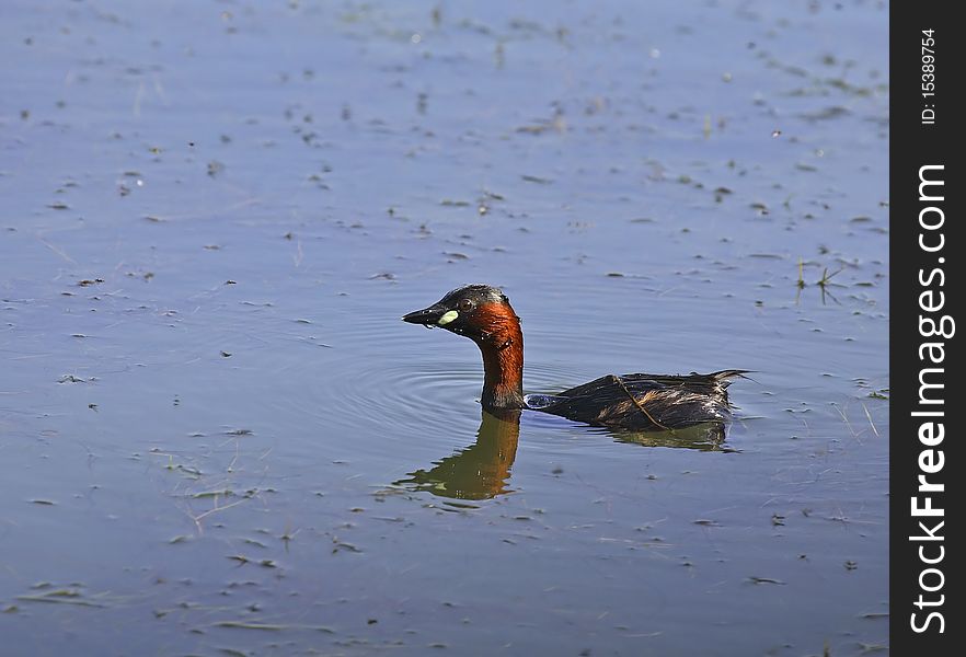 Little grebe on a blue lake, after immersion. Little grebe on a blue lake, after immersion