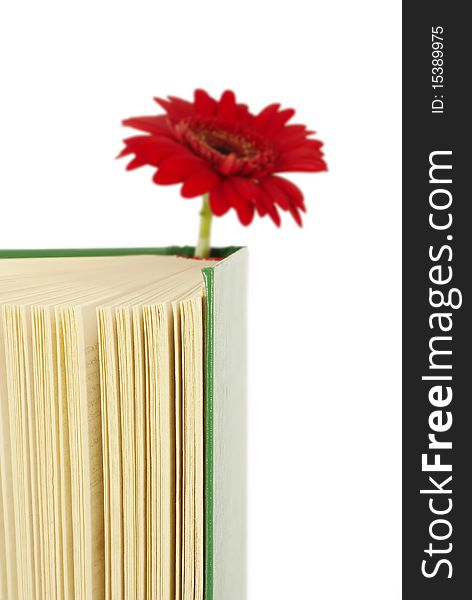 Book with a red flower between pages. Book with a red flower between pages.