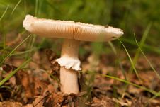 Mushroom Stock Photography