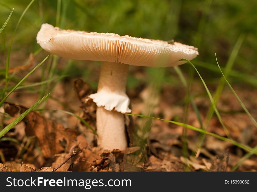 A mushroom close-up in the woods