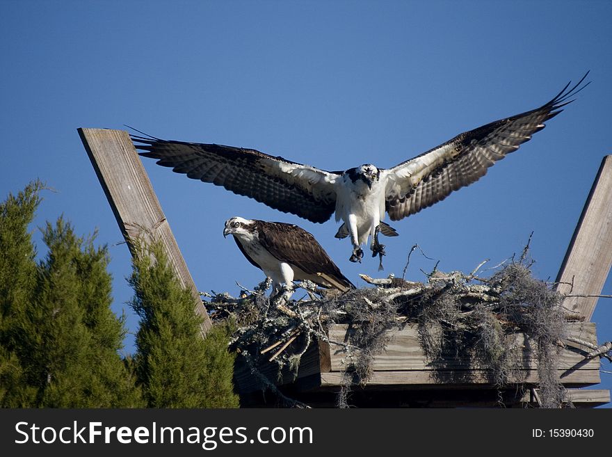 Two ospreys in a nest. Two ospreys in a nest