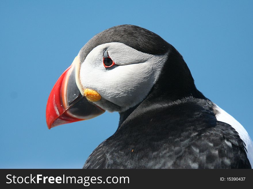 Atlantic puffin looking to the side