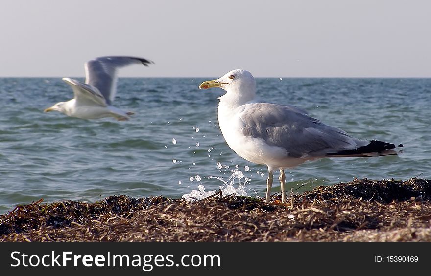 Sea coast; a sea bird; sparks of water; summer; Crimea;. Sea coast; a sea bird; sparks of water; summer; Crimea;