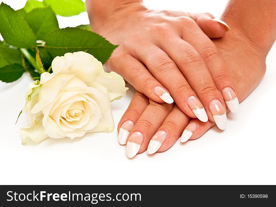 Hands with manicured nails and rose. White background. Hands with manicured nails and rose. White background