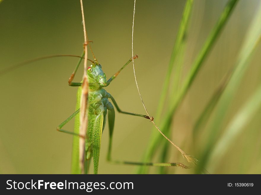 A grasshopper hanging on grass is hiding camouflaged in the green area.