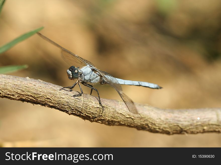 A blue dragonfly insect reasting on a wooden branch. The Black-tailed Skimmer male, Orthetrum cancellatum.