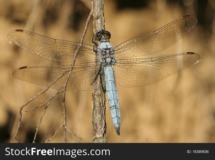 A blue dragonfly insect reasing on a wooden branch.