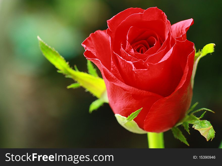 Red rose isolated on background.