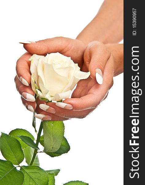 White rose in woman's hands. Isolated on white background. White rose in woman's hands. Isolated on white background
