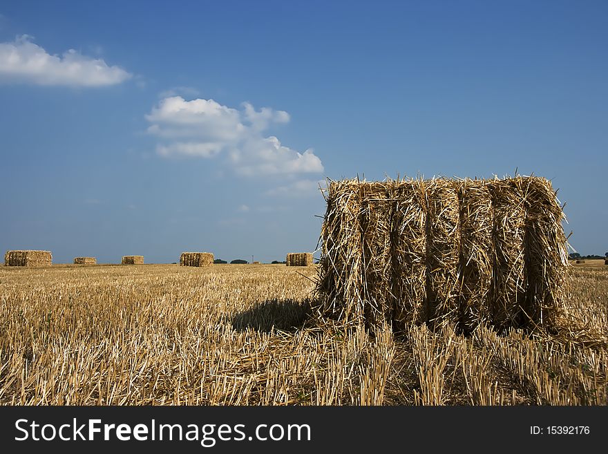 Wheat field after harvest on a beautifull day. Wheat field after harvest on a beautifull day.