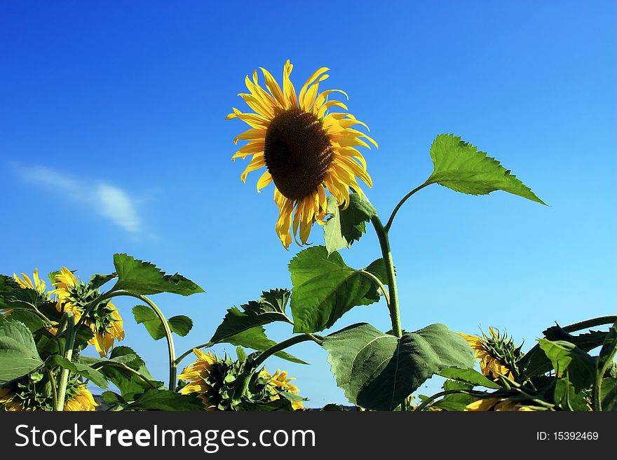 Sunflower Rising From The Field