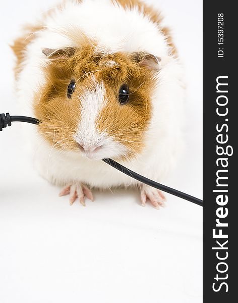 Little guinea pig eating a blalck usb cable