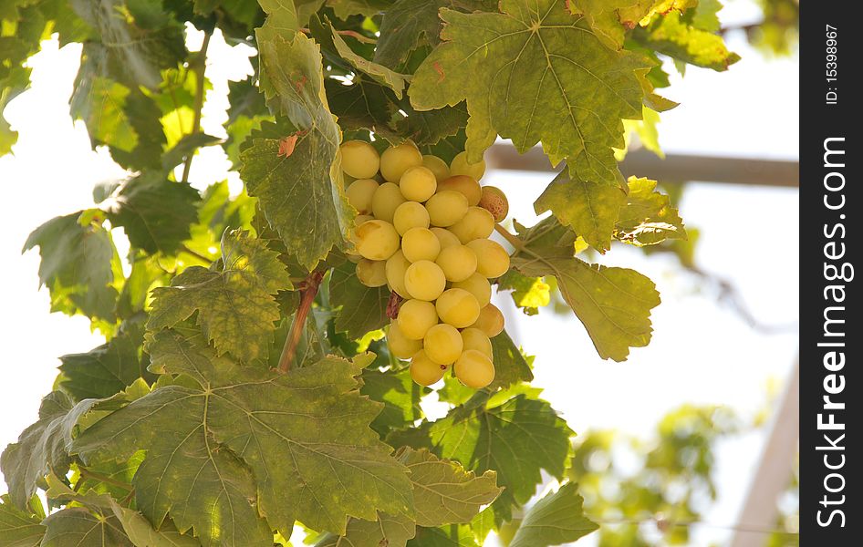 Close-up view of ripe grape bunches in a vineyard. Close-up view of ripe grape bunches in a vineyard.